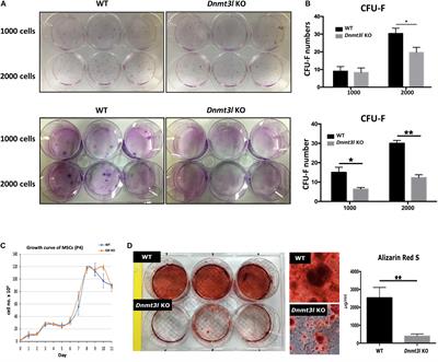 Transcriptome Analysis of Dnmt3l Knock-Out Mice Derived Multipotent Mesenchymal Stem/Stromal Cells During Osteogenic Differentiation